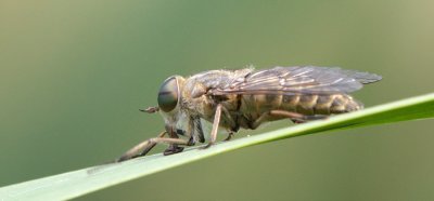 Tabanus bovinus