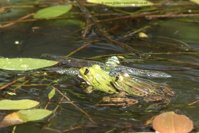 a pair of mating Marsh Frogs showing no respect for this fallen Dragon