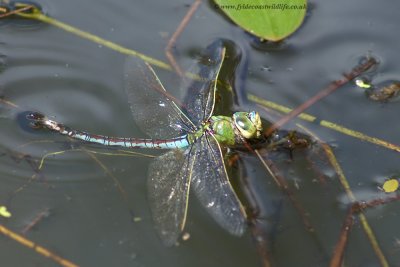 a watery grave is the final resting place for this Emperor Dragonfly