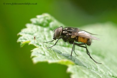 Common House Fly