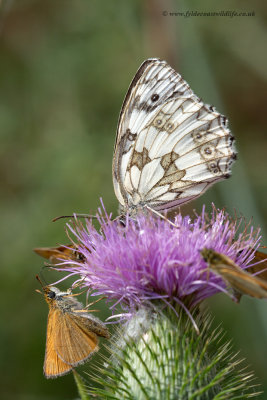Marbled White - seen here with a few Skippers for company