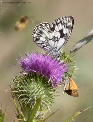 Marbled White - seen here with a Skipper for company