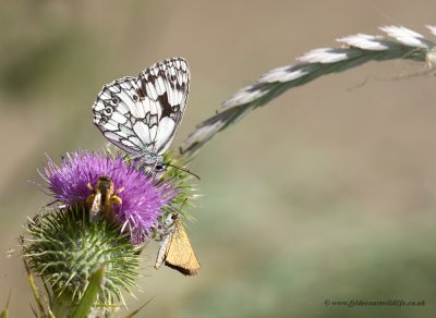 Marbled White - seen here with a Skipper for company