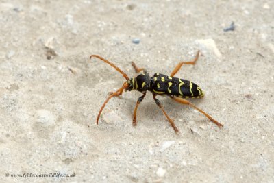 Longhorn Beetle - Plagionotus arcuatus