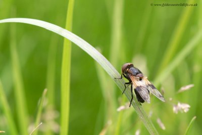 Great Pied Hoverfly
