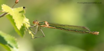 Emerald Damselfly