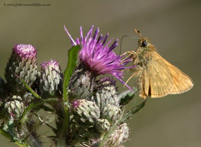 Skipper (I'm not sure which type?)