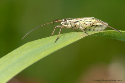 Meadow Plant Bug (female)
