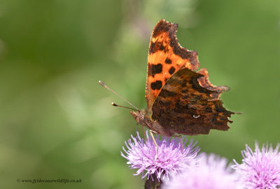 Comma - showing off it's trademark