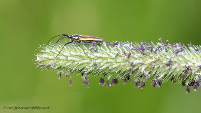 Meadow Plant Bug - Leptopterna dolabrata (male)