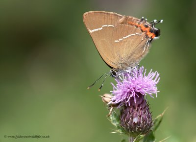 White Letter Hairstreak - Satyrium w-album