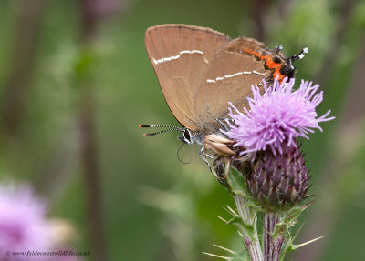 White Letter Hairstreak - Satyrium w-album