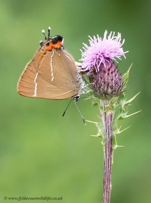 White Letter Hairstreak - Satyrium w-album