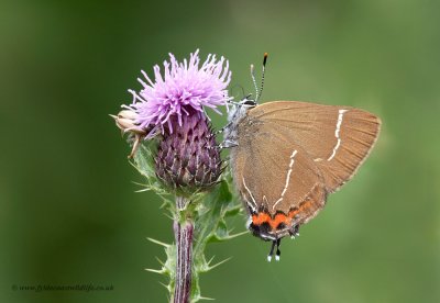 White Letter Hairstreak - Satyrium w-album