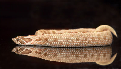 Western Hognose Snake (Captive)