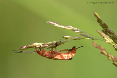 Common Red Soldier Beetle