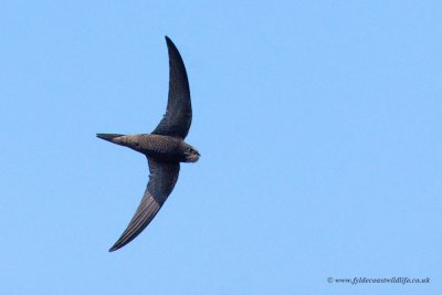 Common Swift