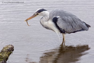 Grey Heron with lunch