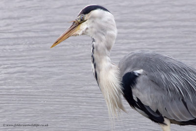Grey Heron - keeping a very close eye on its' lunch