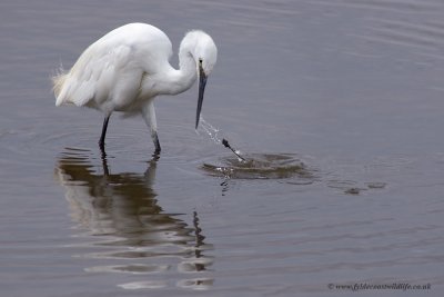 Little Egret