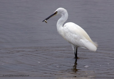 Little Egret