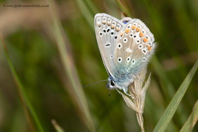 Common Blue