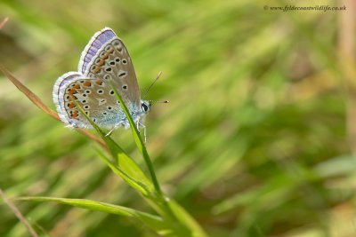 Common Blue