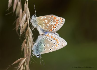 Common Blues mating