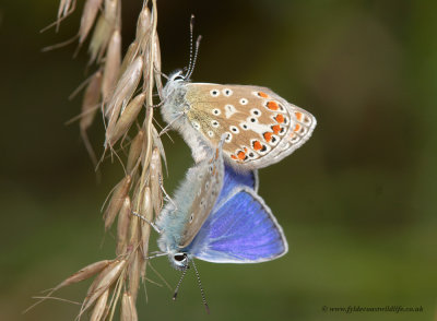 Common Blues mating