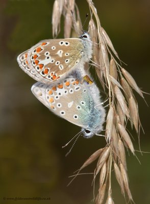 Common Blues mating