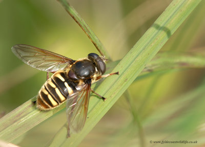 Common Bog Hoverfly