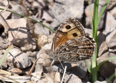 Grayling