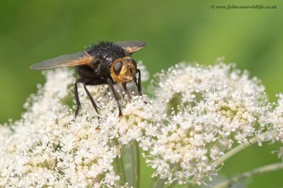 Giant Tachinid Fly