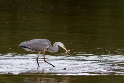 Grey Heron catching lunch