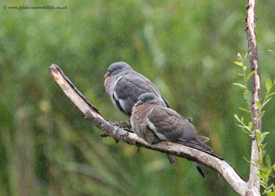 juvenile Woodpigeons in a rain shower