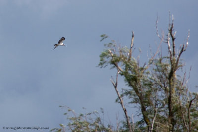 Osprey - a distant record shot