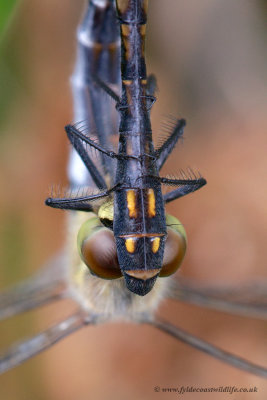 mating Black Darters - a closer look