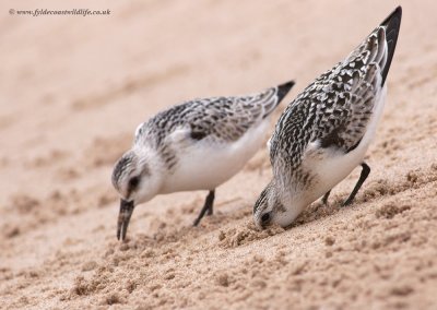 Sanderling - Calidris alba