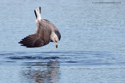 Lesser Black-backed Gull