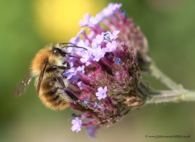Common Carder-bee