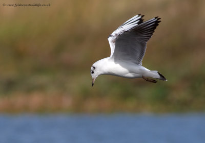 Black-headed Gull