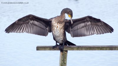 Cormorant