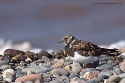 Turnstone