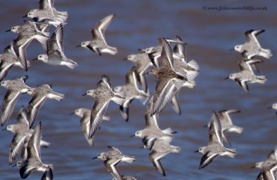 Dunlin - spot the odd one out