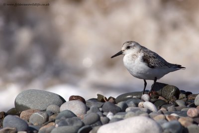 Sanderling