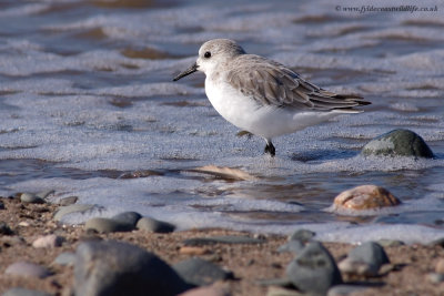 Sanderling