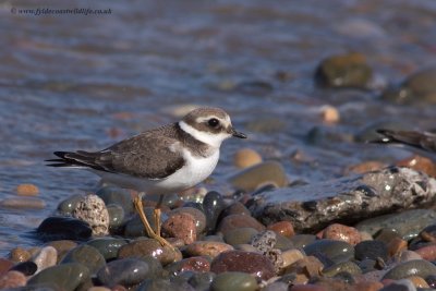 Ringed Plover