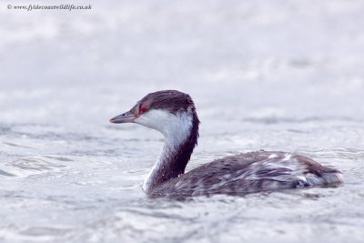 Slavonian Grebe