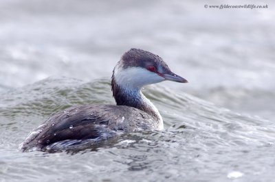 Slavonian Grebe