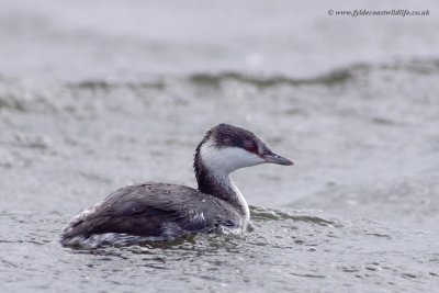 Slavonian Grebe